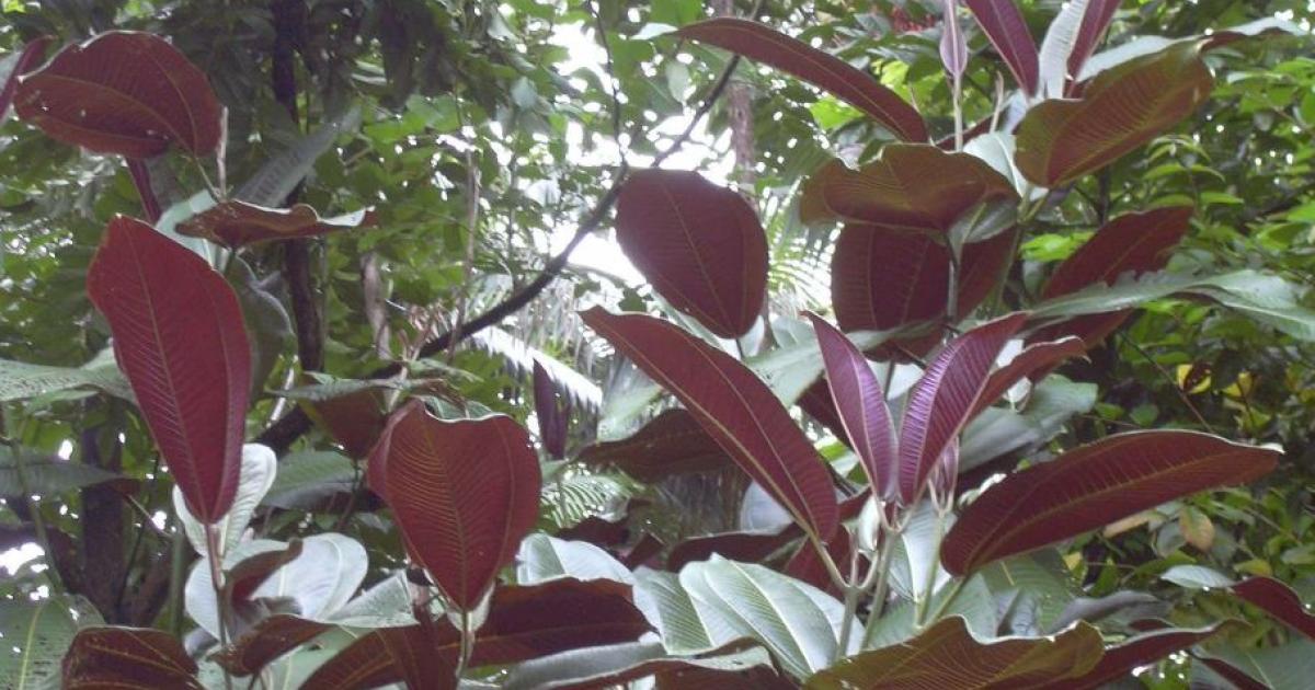     





Une plante envahissante menace l'écosystème local




