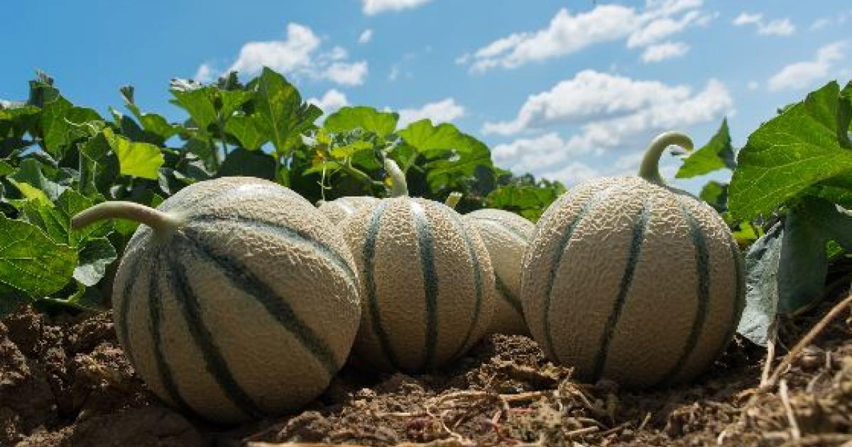     





La pension de retraite minimale des agriculteurs bientôt revalorisée




