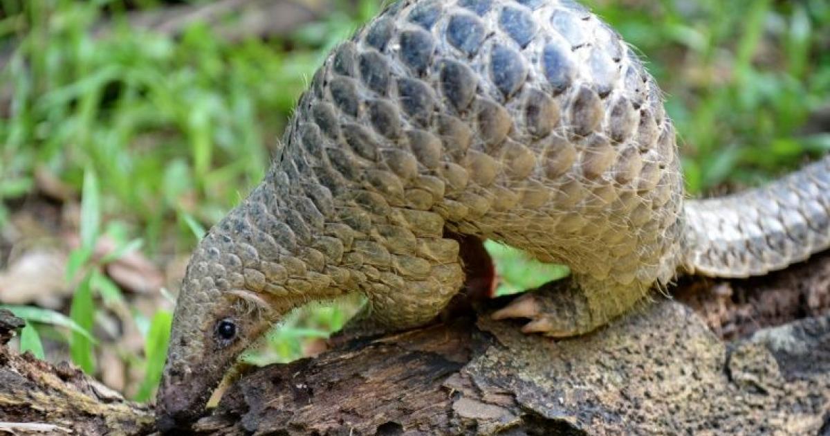 Les pangolins sont bien les porteurs de la souche de coronavirus