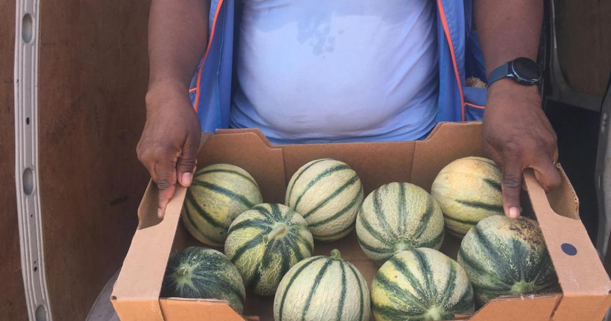 Des melons : les producteurs cassent les prix
