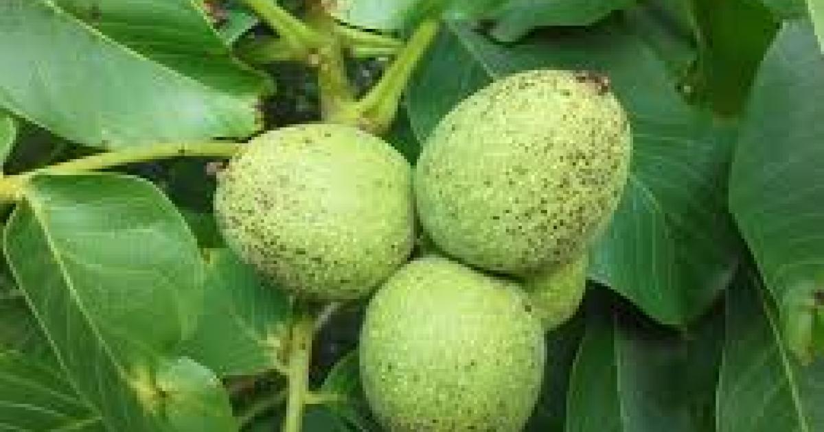     





Apprenez à faire de la farine de fruit à pain




