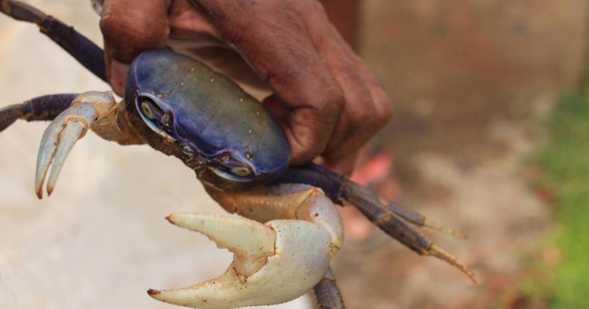 Un pêcheur de crabes retrouvé après avoir disparu à Port-Louis