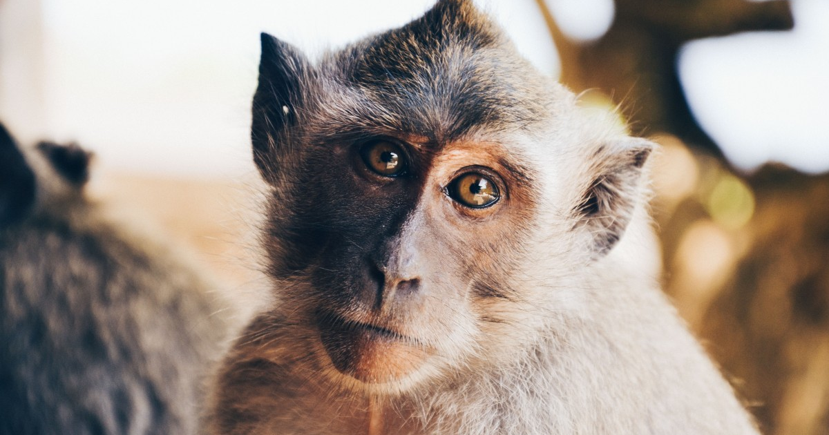 Un singe retrouvé blessé aux Abymes