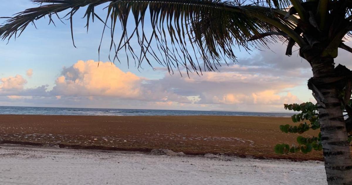 Sargasses : "une année noire " pour l'archipel de Guadeloupe