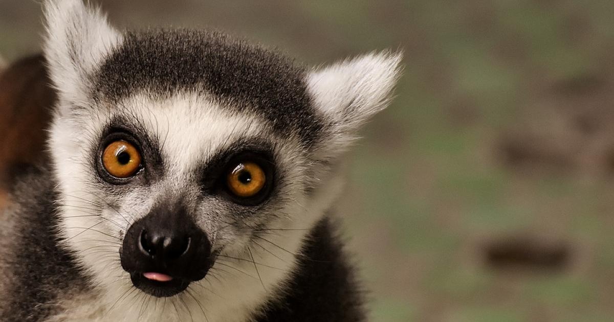 Réouverture du zoo de Guadeloupe au public