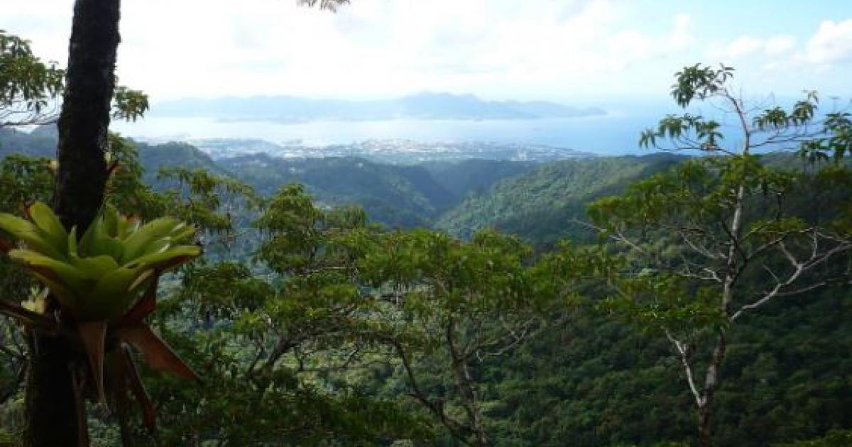     





La DAAF Guadeloupe recrute une cinquantaine d'enquêteurs




