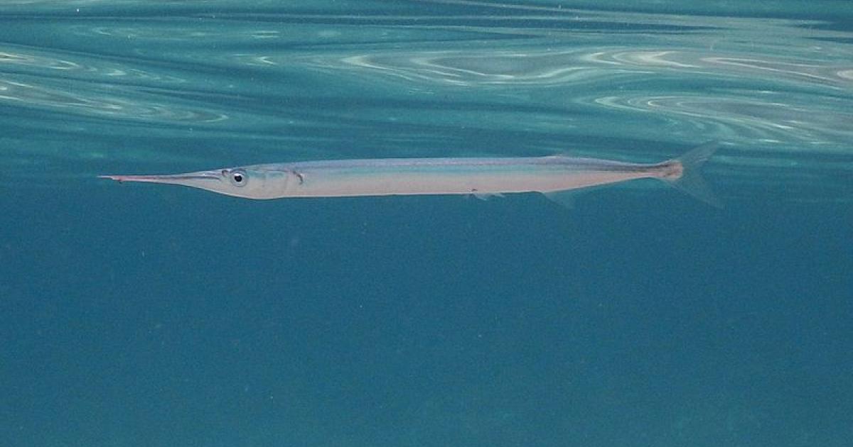     





Une orphie transperce la jambe d’une surfeuse à Sainte-Anne




