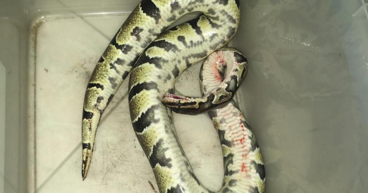 Un serpent retrouvé dans le salon d'un couple de personnes âgées