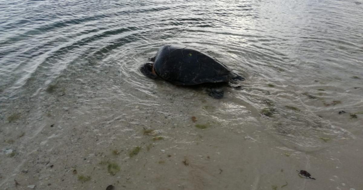 En difficulté, une tortue remise à l'eau par les pompiers