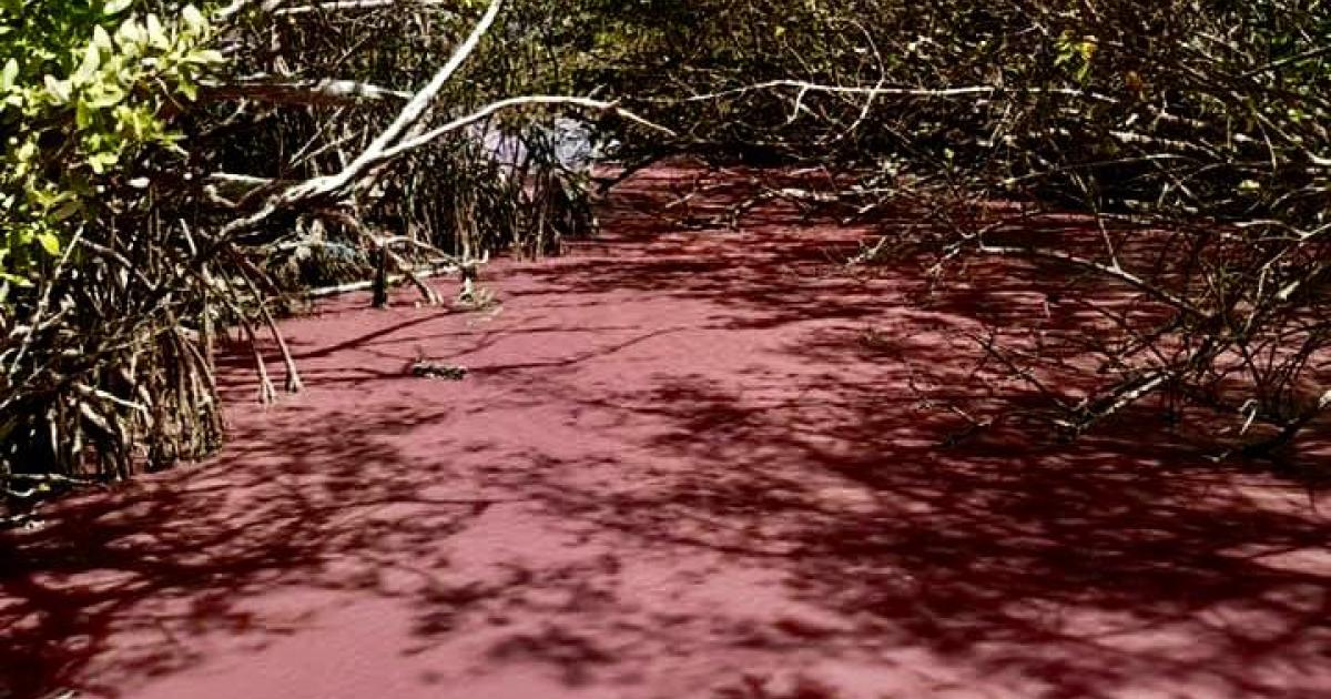     





La mangrove rose du Diamant, un étonnant phénomène naturel




