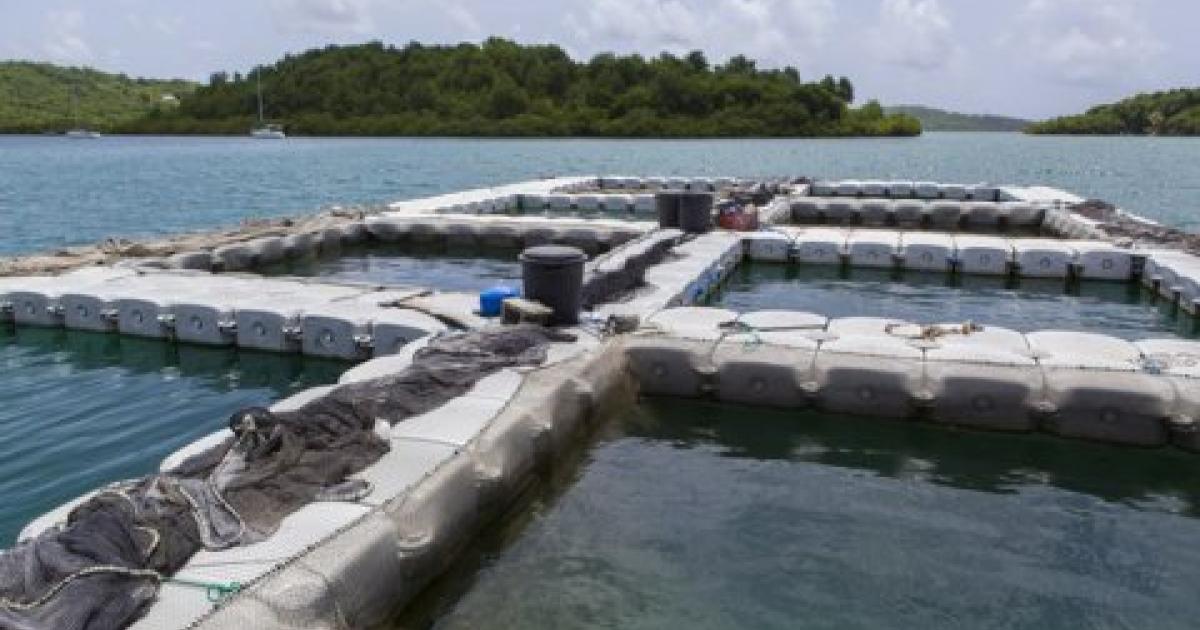 Vol d’une cinquantaine de poissons reproducteurs à l’IFREMER