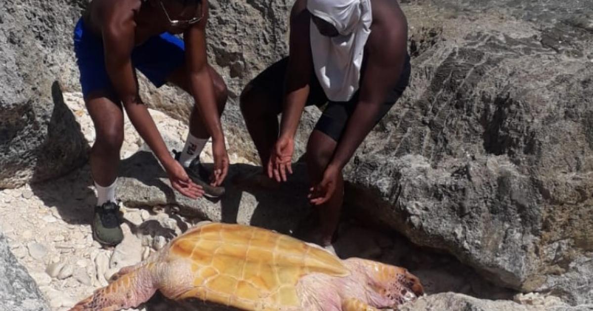 Une famille de randonneurs aide une tortue en détresse