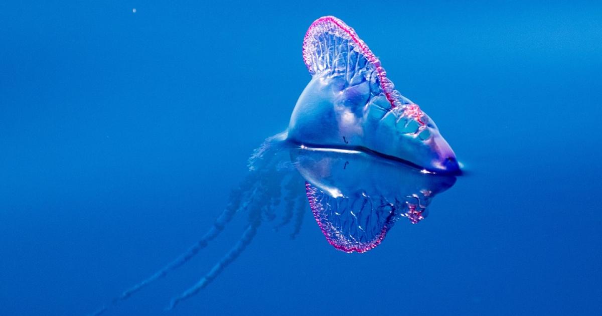 Méduses : quels sont les dangers en Guadeloupe ?