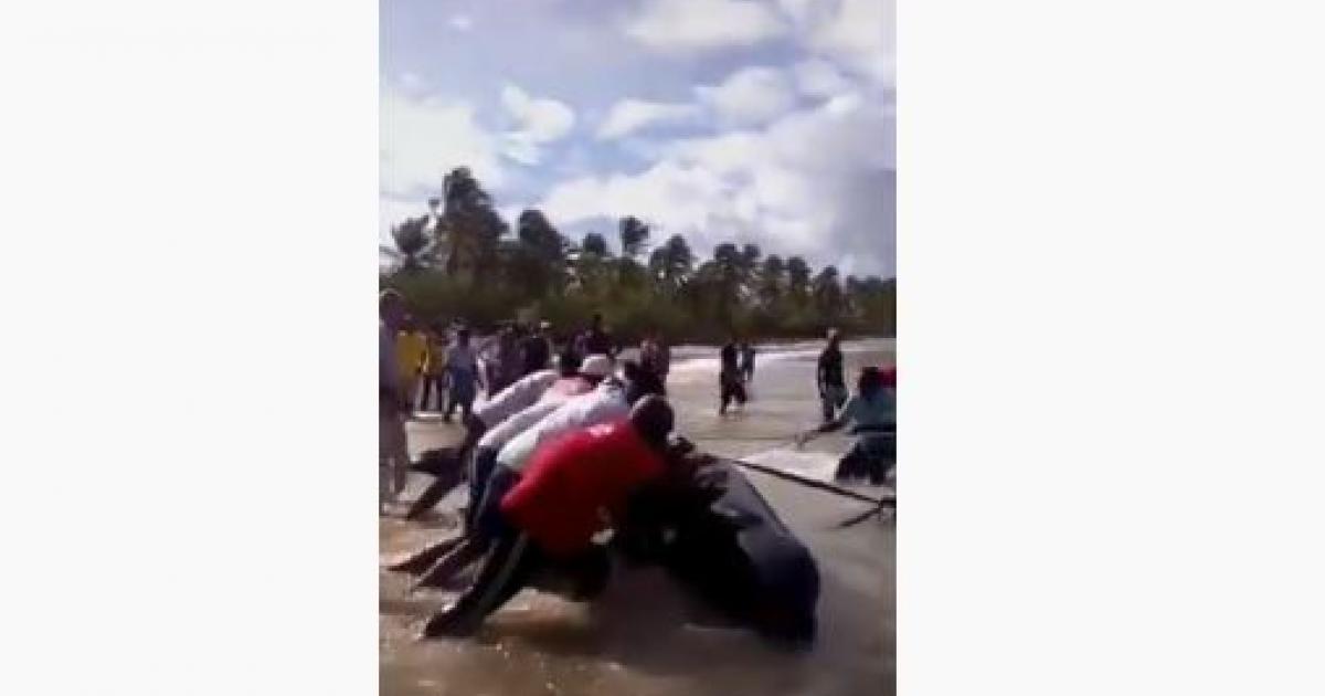     





[Vidéos] Des cétacés échouent dans la baie de Tartane




