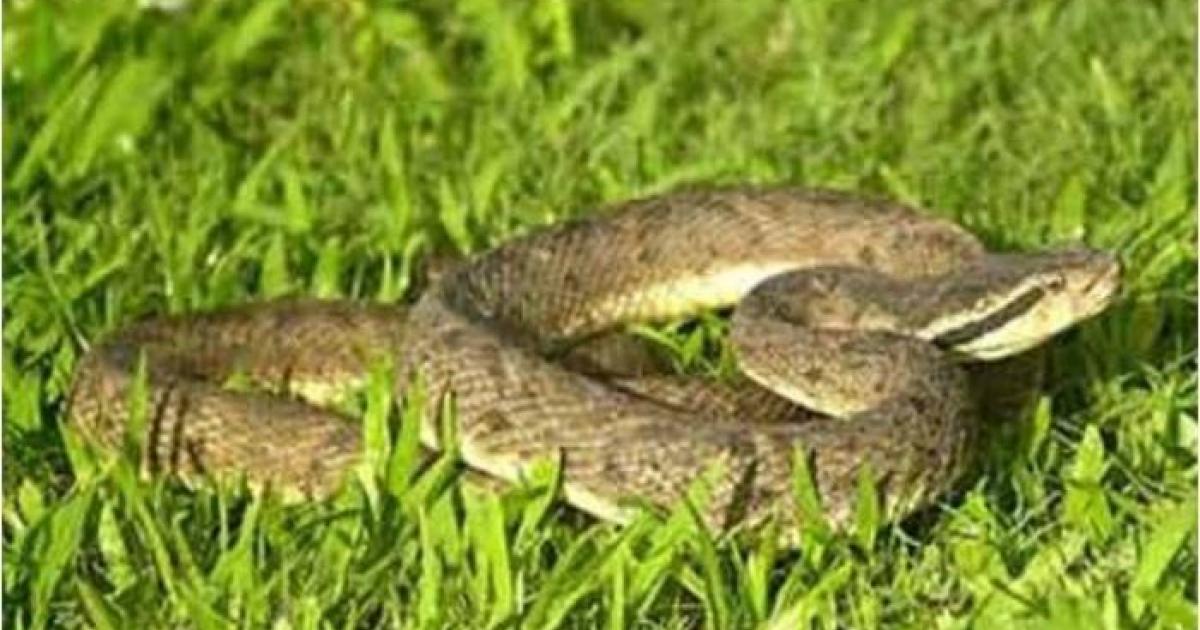 Morsures de serpents : les préconisations du CHUM