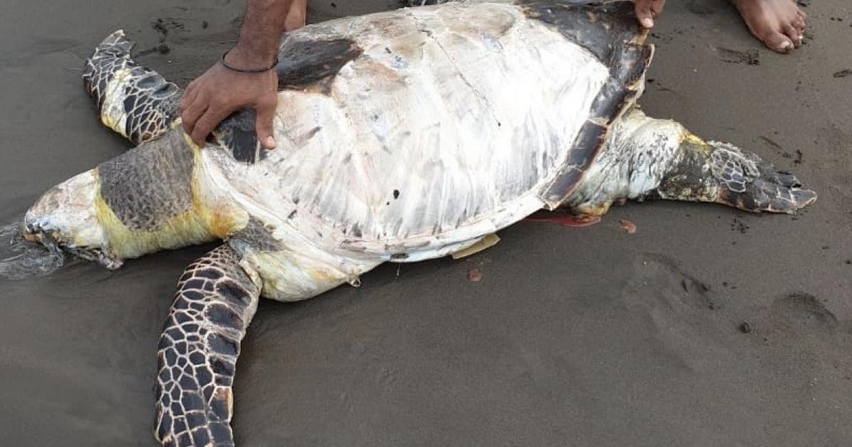     





Une grosse tortue retrouvée morte à Vieux-Habitants





