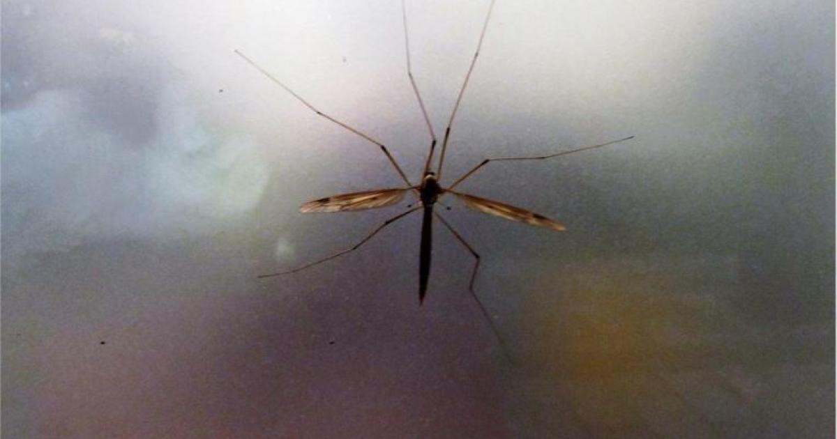    





La Guadeloupe toujours en proie à l'épidémie de dengue




