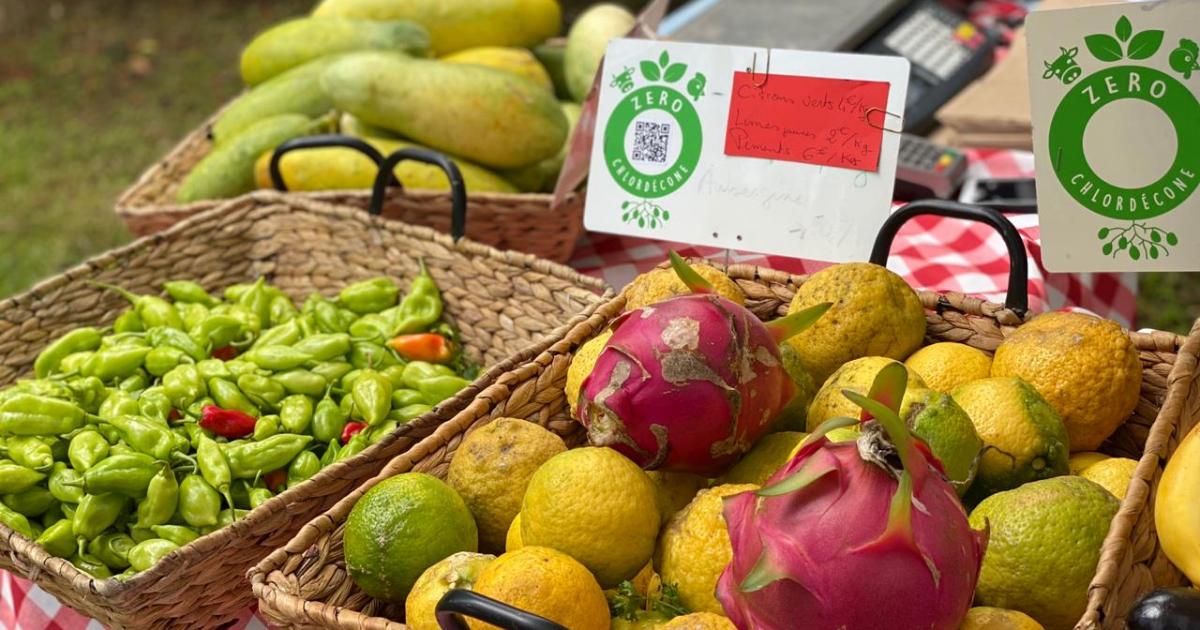 Un grand pic nic au Domaine d’Emeraude