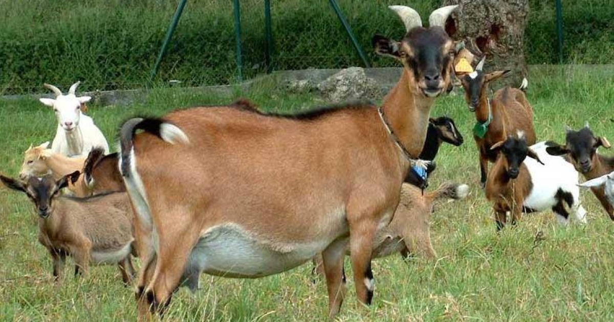L'INRAE Antilles-Guyane victime d'une série de vols d'animaux