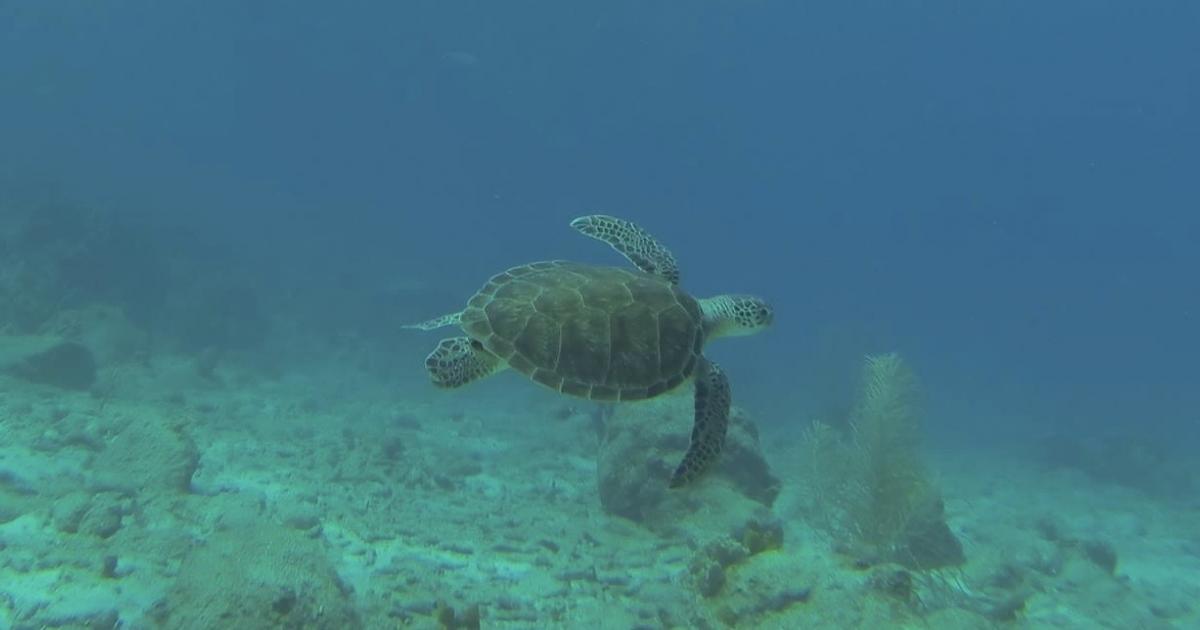     





Les mesures à suivre pour préserver les tortues marines




