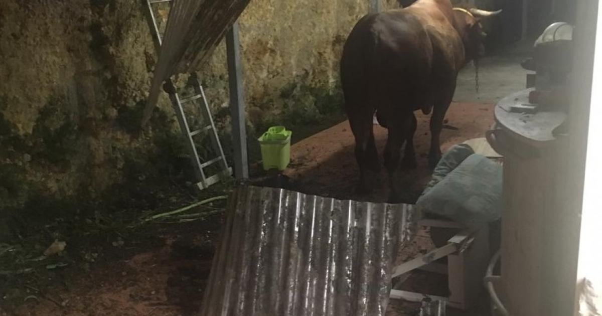 Deux bovins chutent d'une falaise et se retrouvent chez un particulier