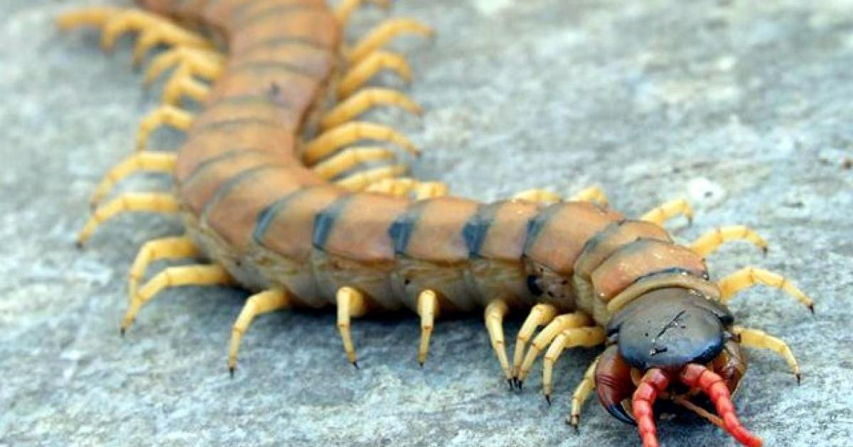 Surpris par un mille-pattes, il sort de la route