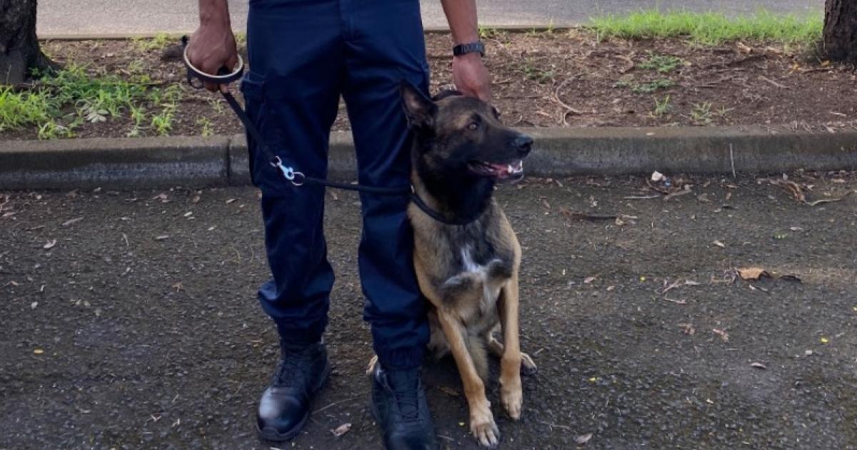 Nicky, le nouveau chien policier spécialisé en explosifs
