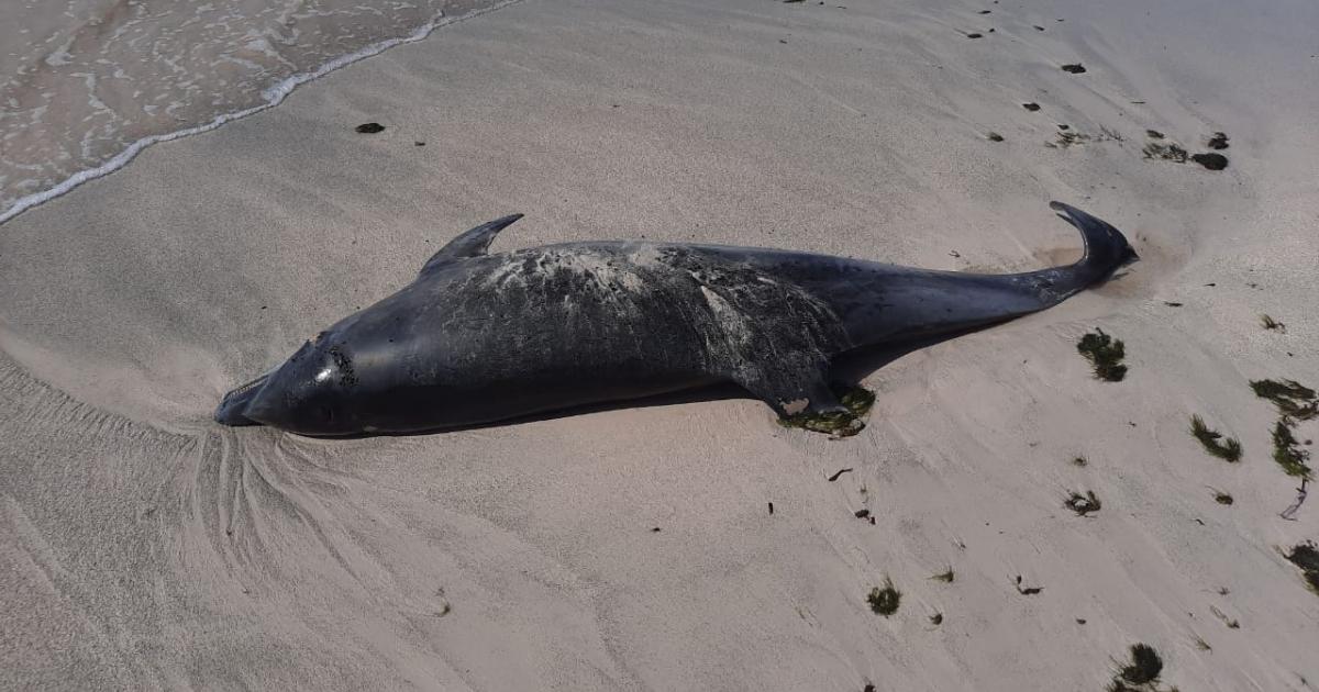 Un dauphin retrouvé mort à Marie-Galante