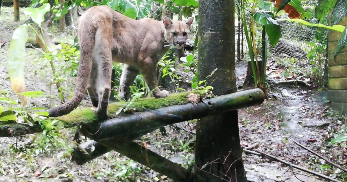     





Le Zoo de Guadeloupe accueille une femelle Puma 




