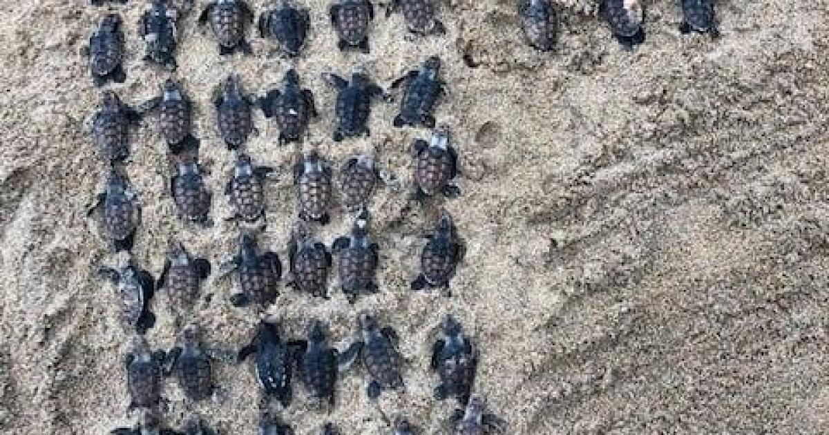     





68 tortillons retrouvés morts à Sainte-Rose




