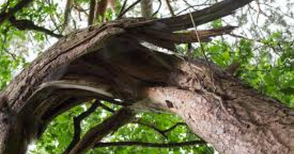 Un arbre chute sur un véhicule aux Abymes