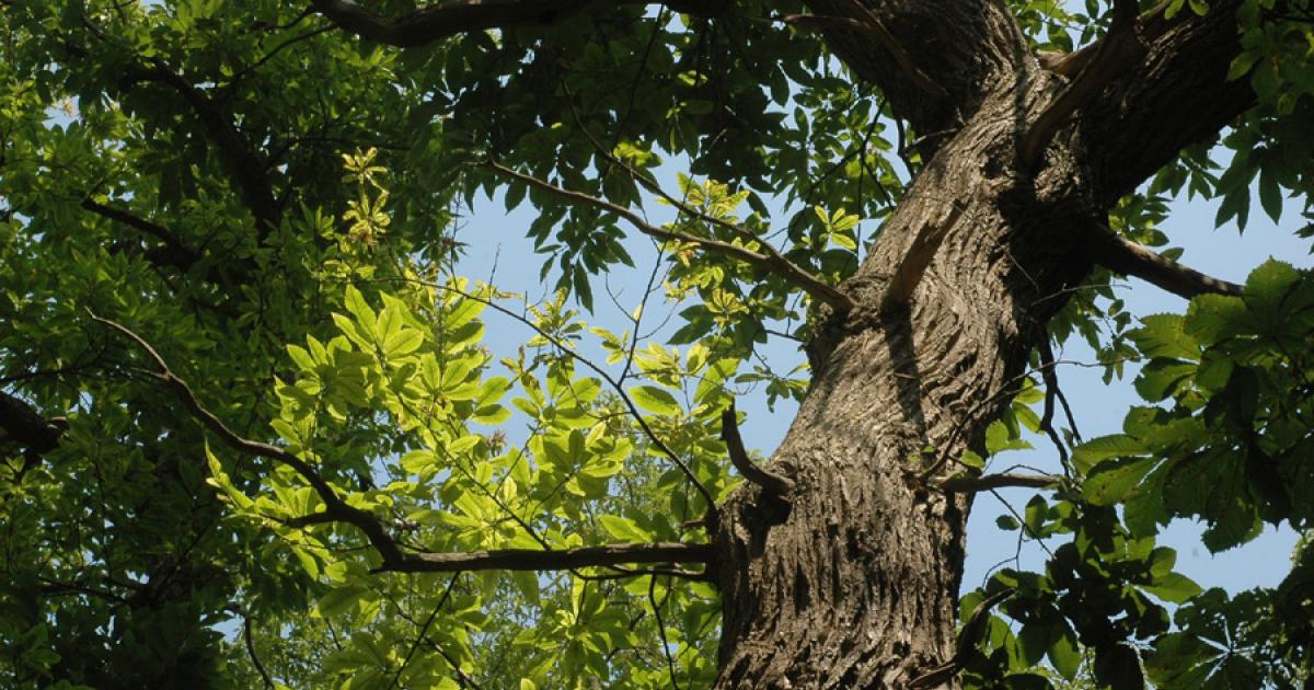 Un homme chute d'un arbre à Capesterre-Belle-Eau