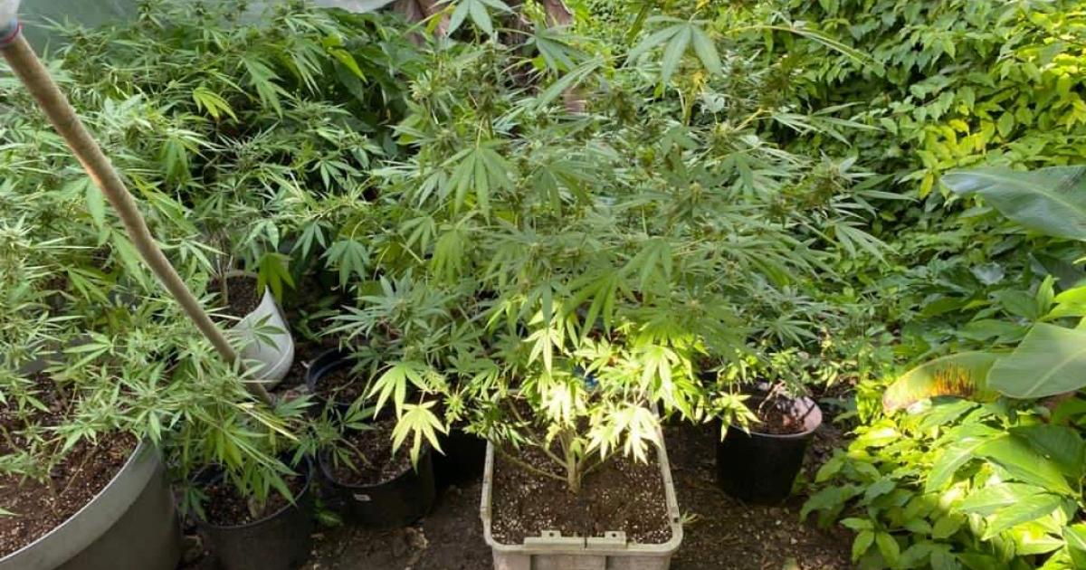 Deux suspects interpellés pour trafic de drogue aux Abymes