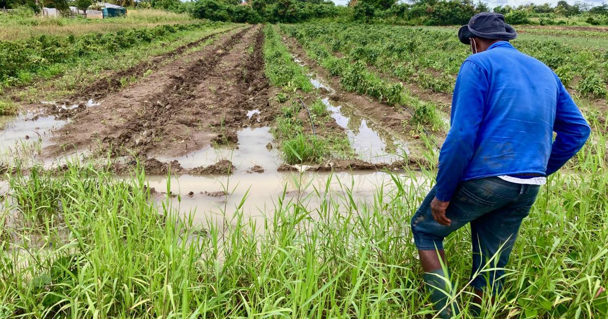 Les agriculteurs lourdement impactés par les intempéries