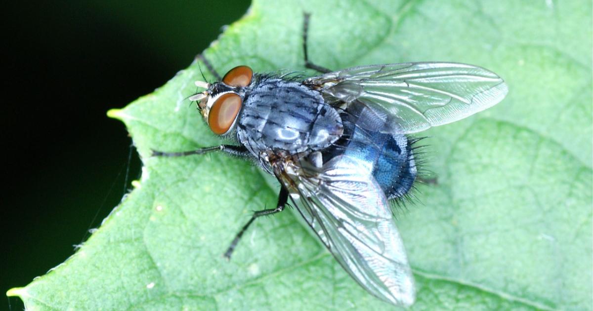 Les foyers martiniquais sont envahis par les mouches