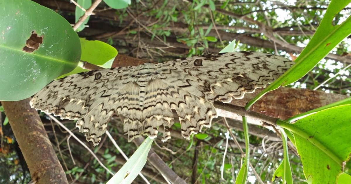     





Le plus grand papillon du monde observé en Guadeloupe




