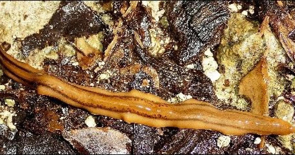     





Une nouvelle espèce invasive de ver plat découverte en Guadeloupe et en Martinique




