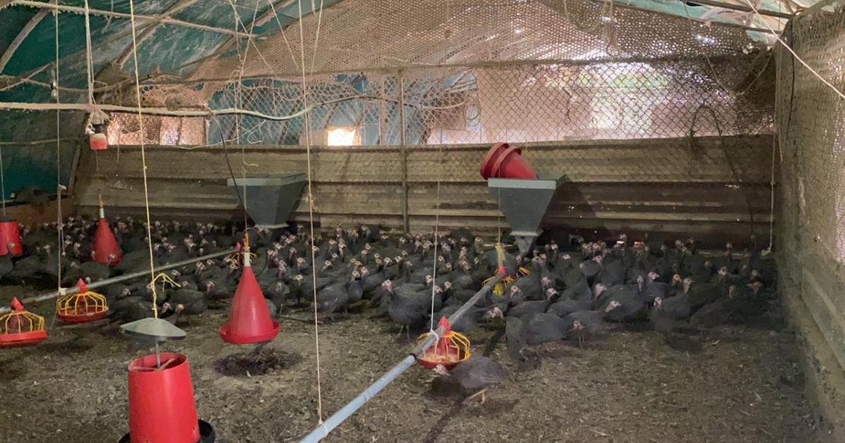 Les pintades élevées en Martinique de plus en plus prisées pour les repas de fêtes