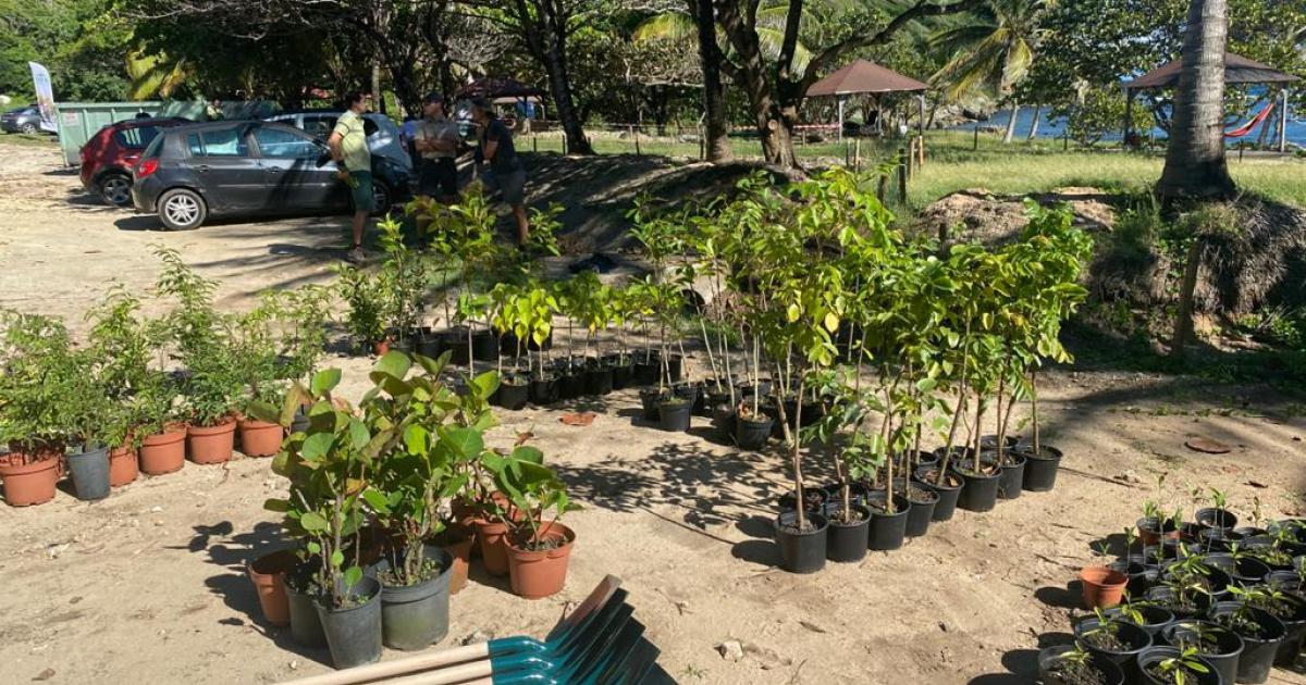 L'ONF Guadeloupe reboise et ramasse les déchets à l'Anse Maurice