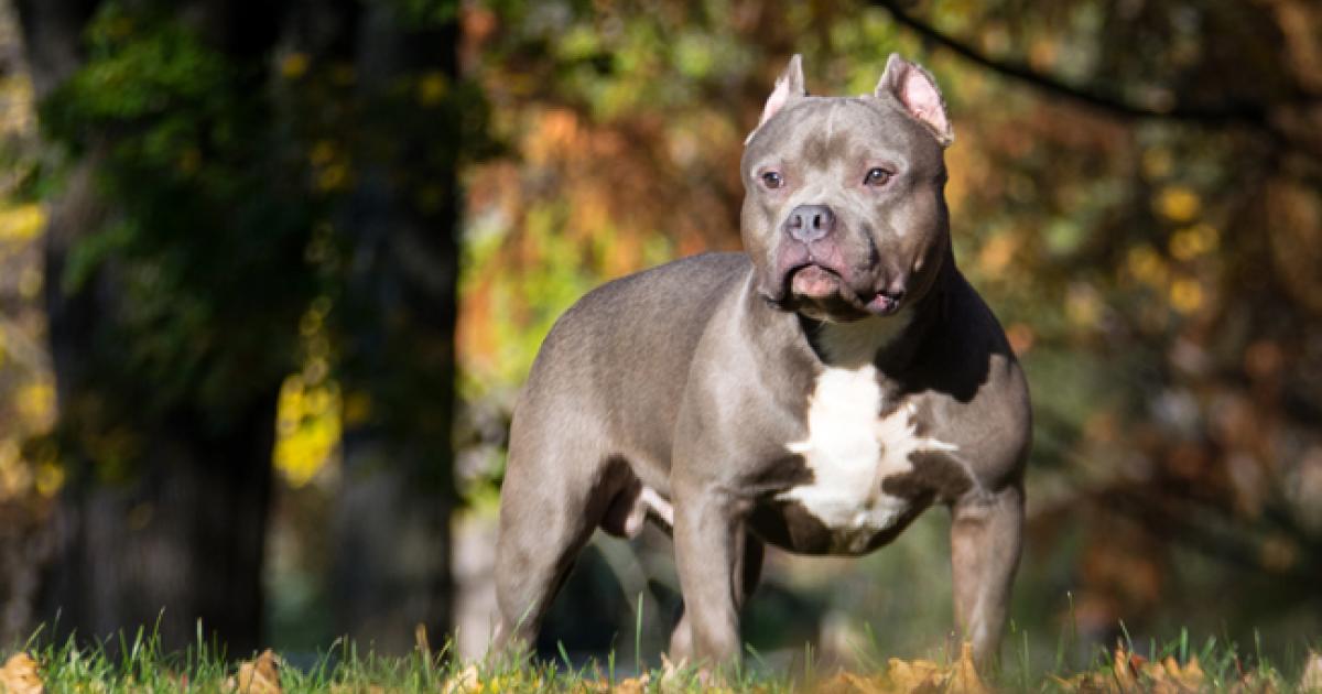 Tué par des chiens au Gosier : le propriétaire devant les juges