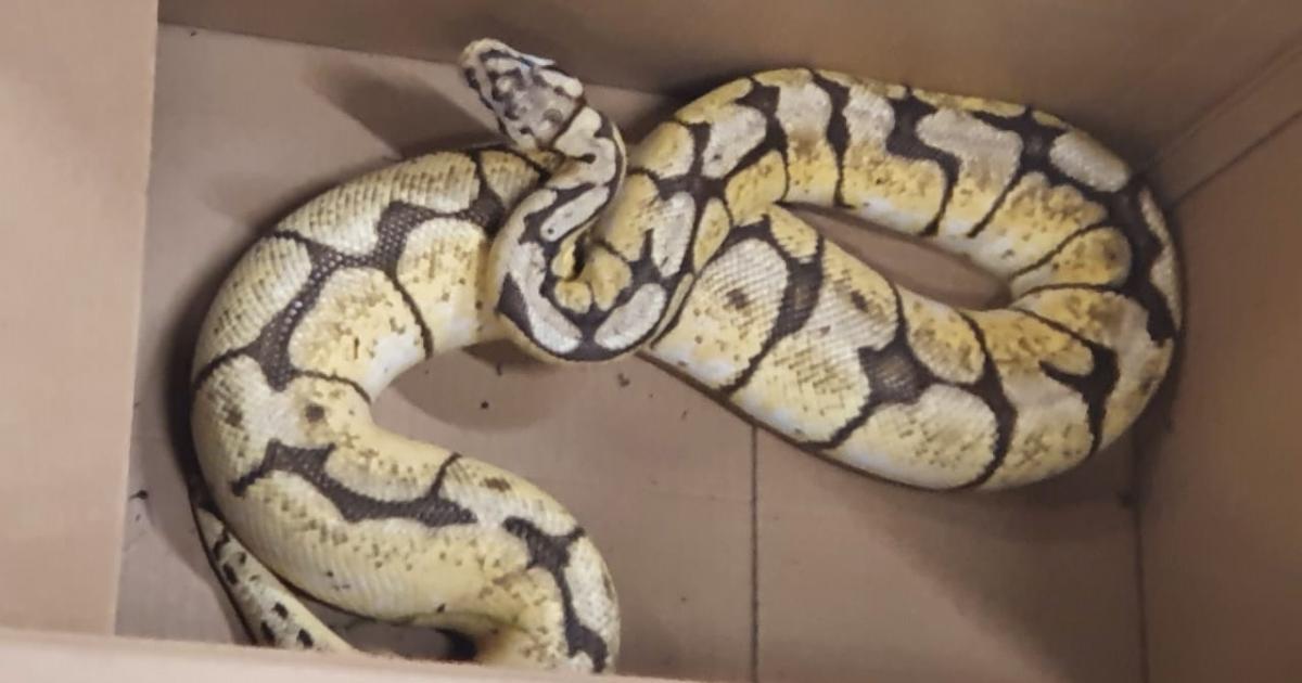 Les secours ont récupéré un serpent sur la voie publique aux Abymes