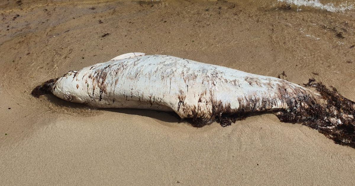 Un dauphin retrouvé mort à Saint-François