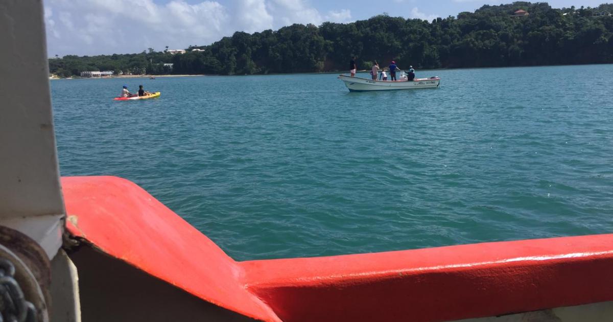 Mobilisation pour sauver un jeune cachalot dans la baie des Raisiniers à Trinité