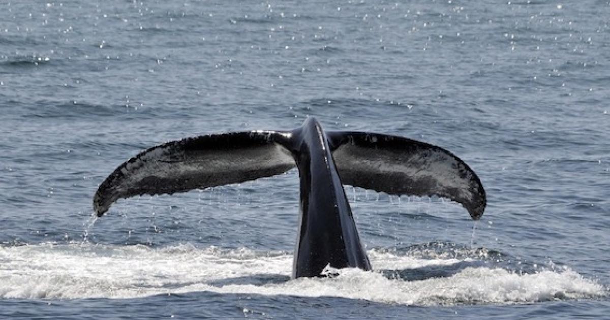 Trois baleines repérées à proximité de Sainte-Luce