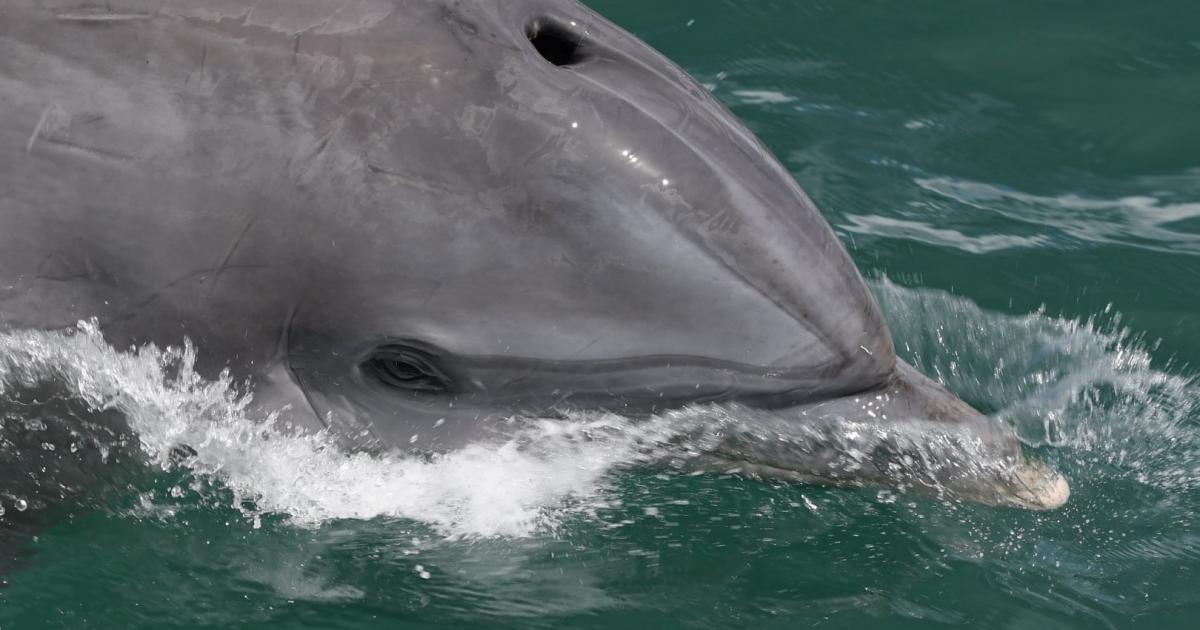 Blue, le dauphin qui nage en eaux troubles
