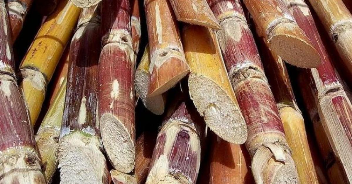NAO de la filière canne : un accord enfin trouvé