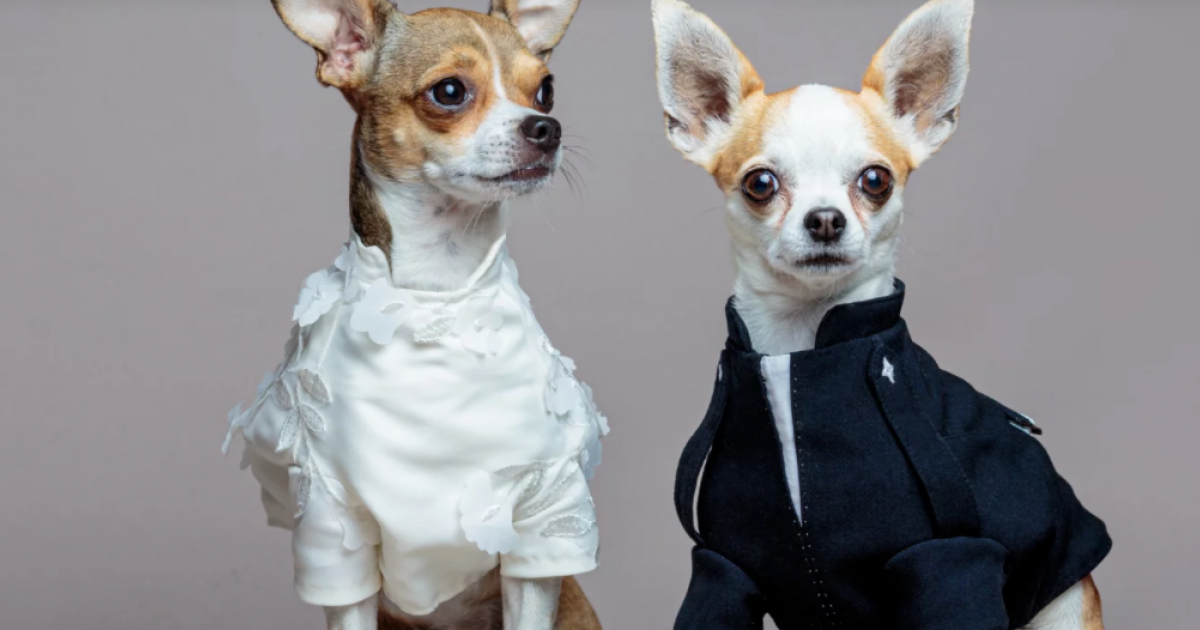 Des Martiniquaises se lancent dans l'univers de l'habillement pour chiens