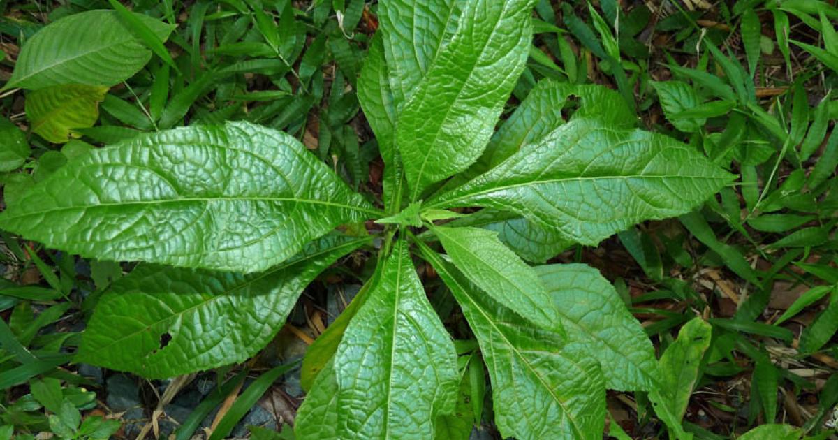 Pour aller plus loin sur les recherches concernant l'herbe à pic