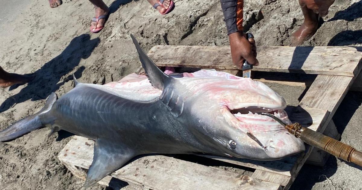 Un requin tigre de 90 kilos pêché au large de Saint-Pierre