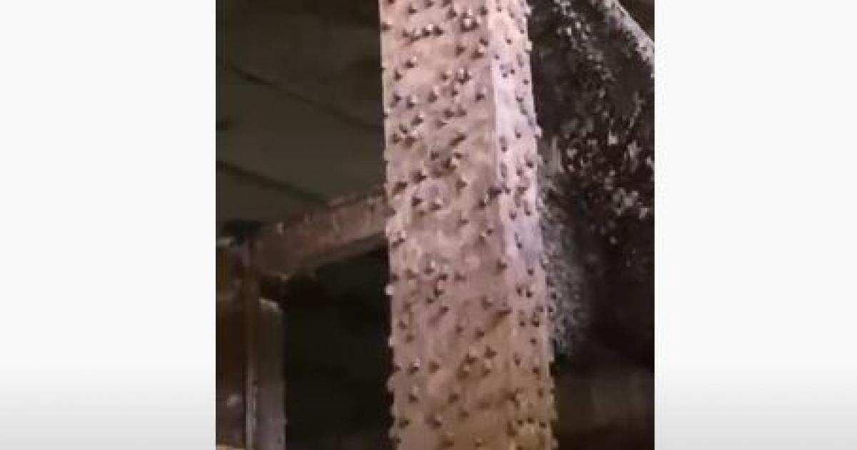     





Des milliers de chauves-souris ont élu domicile dans le sous-sol d'un bâtiment à Acajou




